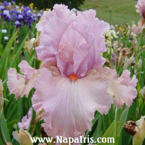 Photo of Tall Bearded Iris (Iris 'Designer Label') uploaded by Calif_Sue