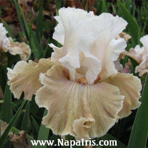 Photo of Tall Bearded Iris (Iris 'Coffee Whispers') uploaded by Calif_Sue
