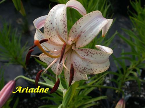 Photo of Lily (Lilium 'Ariadne') uploaded by Calif_Sue