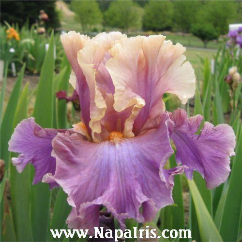 Photo of Tall Bearded Iris (Iris 'Chasing Rainbows') uploaded by Calif_Sue