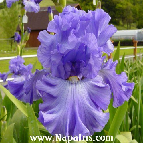 Photo of Tall Bearded Iris (Iris 'Big Boss') uploaded by Calif_Sue