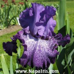 
Date: 2010-04-25
Photo courtesy of Napa Country Iris Garden