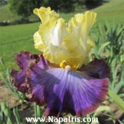 
Date: 2012-05-01
Photo courtesy of Napa Country Iris Garden