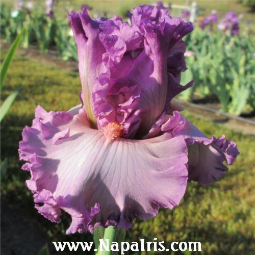 Photo of Tall Bearded Iris (Iris 'Edifice') uploaded by Calif_Sue