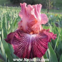 
Date: 2012-04-29
Photo courtesy of Napa Country Iris Garden