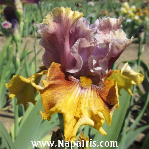 Photo of Tall Bearded Iris (Iris 'Dewuc Whatic') uploaded by Calif_Sue