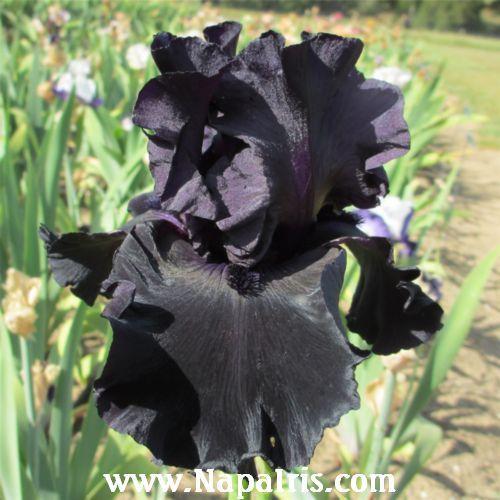 Photo of Tall Bearded Iris (Iris 'Black Is Black') uploaded by Calif_Sue