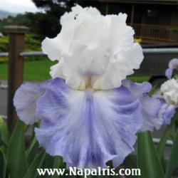 
Date: 2009-05-06
Photo courtesy of Napa Country Iris Garden