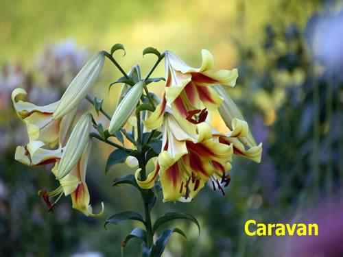 Photo of Lily (Lilium 'Caravan') uploaded by Calif_Sue