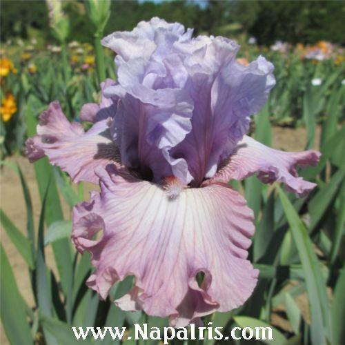 Photo of Tall Bearded Iris (Iris 'Curtsy Queen') uploaded by Calif_Sue
