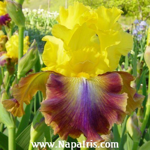 Photo of Tall Bearded Iris (Iris 'Extrovert') uploaded by Calif_Sue