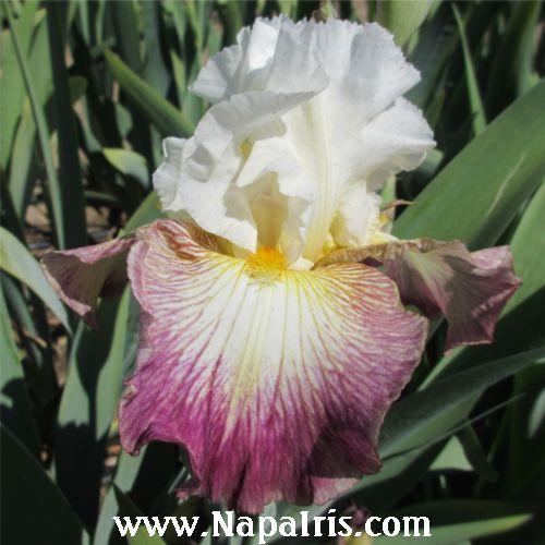 Photo of Tall Bearded Iris (Iris 'Color Strokes') uploaded by Calif_Sue
