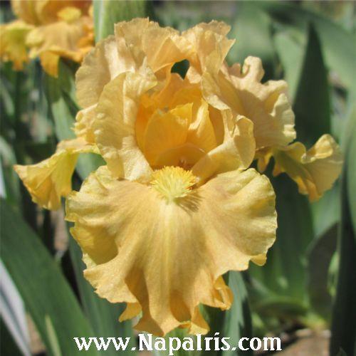 Photo of Standard Dwarf Bearded Iris (Iris 'All Ruffled Up') uploaded by Calif_Sue
