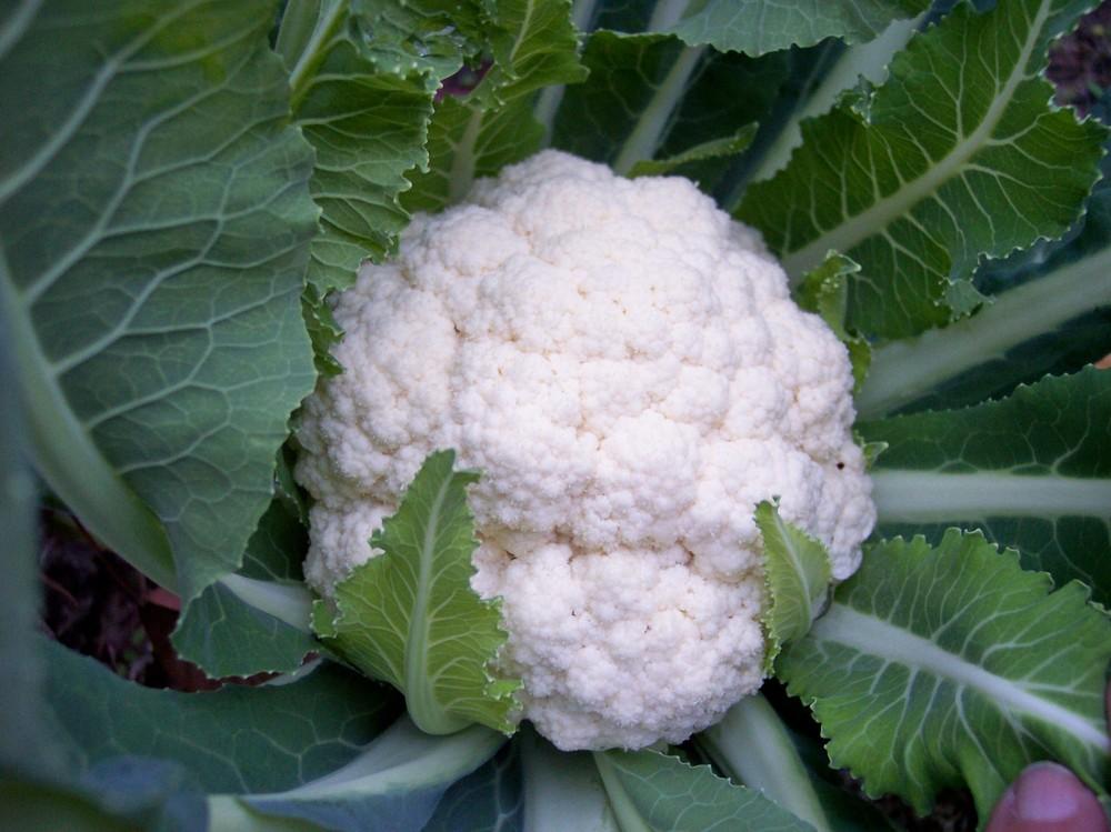 Photo of Cauliflower (Brassica oleracea var. botrytis 'Amazing') uploaded by farmerdill