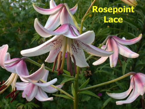 Photo of Asiatic Lily (Lilium 'Rosepoint Lace') uploaded by Calif_Sue