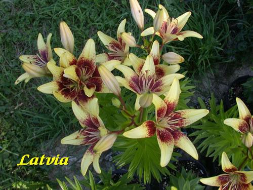 Photo of Asiatic Lily (Lilium 'Latvia') uploaded by Calif_Sue