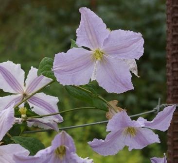 Photo of Clematis Blue Angel uploaded by Calif_Sue
