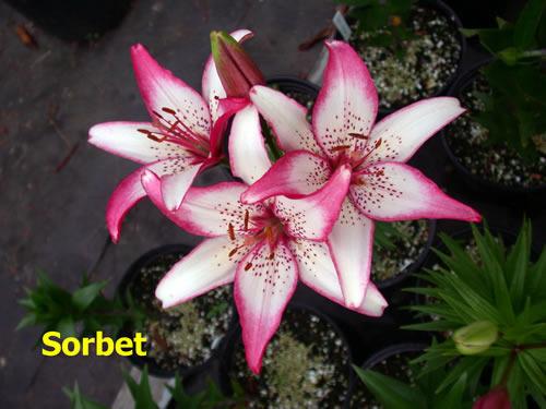 Photo of Lily (Lilium 'Sorbet') uploaded by Calif_Sue