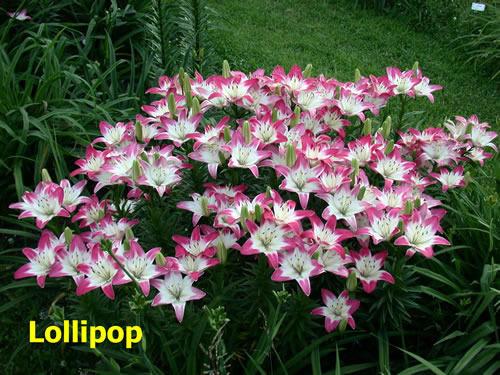 Photo of Lily (Lilium 'Lollypop') uploaded by Calif_Sue