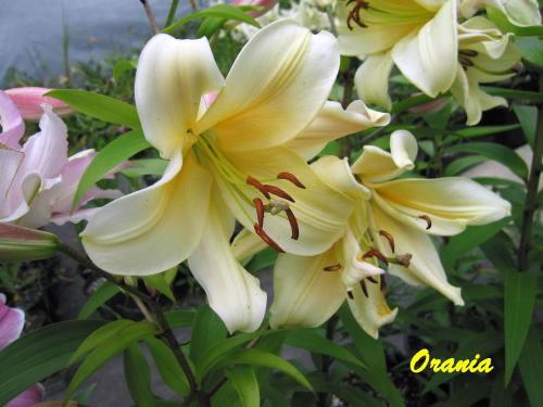 Photo of Lily (Lilium 'Orania') uploaded by Calif_Sue