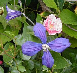 Photo of Clematis (Clematis durandii) uploaded by Calif_Sue