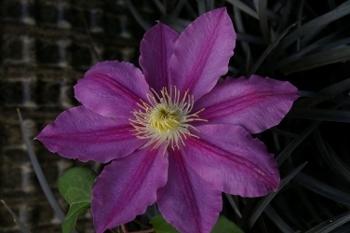 Photo of Clematis Abilene™ uploaded by Calif_Sue