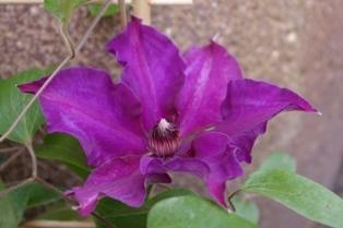 Photo of Clematis Fleuri™ uploaded by Calif_Sue