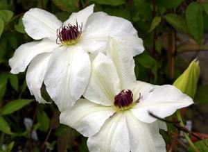 Photo of Clematis 'Anna Karolina' uploaded by Calif_Sue