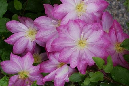 Photo of Clematis 'Asao' uploaded by Calif_Sue
