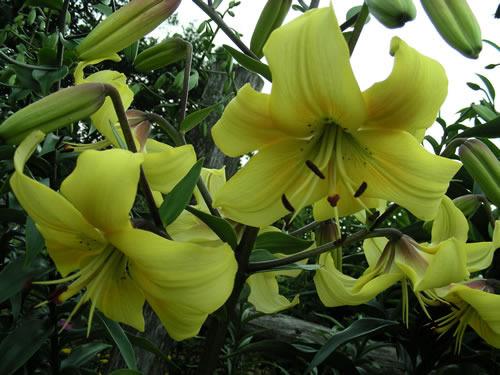 Photo of Lily (Lilium 'Yellow Whoppers') uploaded by Calif_Sue