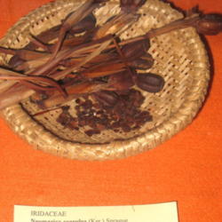 Location: Neomarica caerulea specimen in the Museu Botanico Dr. Joao Barbosa Rodrigues, Jardim Botanico de Sao Paulo, Sao Paulo City, SP, Brazil.
Date: 2009-09-26
Photo courtesy of: Daderot