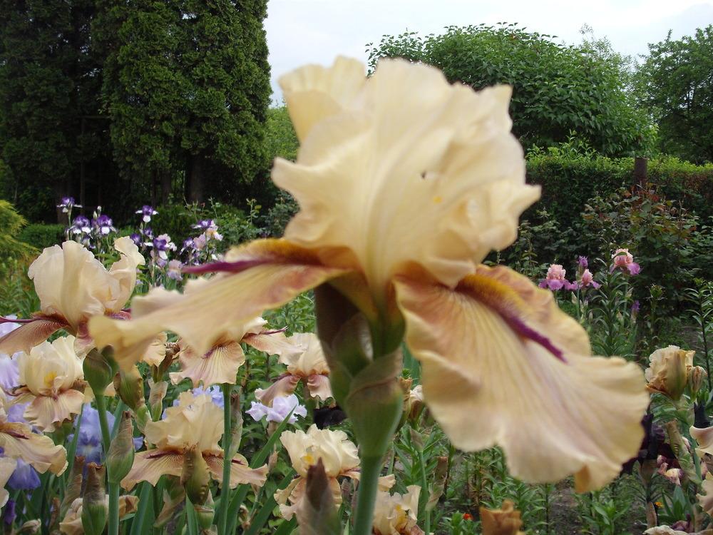 Photo of Tall Bearded Iris (Iris 'Thornbird') uploaded by pasla3
