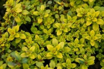 Photo of Creeping Thyme (Thymus 'Doone Valley') uploaded by Calif_Sue