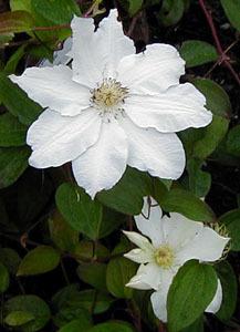 Photo of Clematis 'Toki' uploaded by Calif_Sue