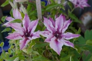 Photo of Clematis 'Pink Fantasy' uploaded by Calif_Sue