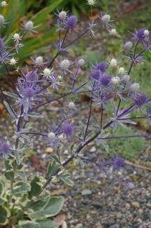 Photo of Sea Holly (Eryngium planum 'Jade Frost') uploaded by Calif_Sue