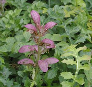 Photo of Bear's Breeches (Acanthus hungaricus) uploaded by Calif_Sue