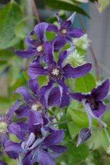 Photo of Clematis Sapphire Indigo™ uploaded by Calif_Sue