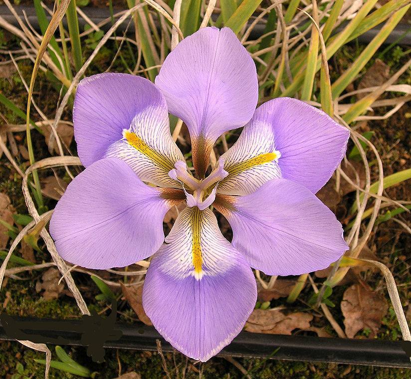 Photo of Species Iris (Iris unguicularis 'Lavender Moonbeams') uploaded by Misawa77