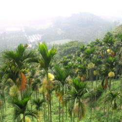 Location: Cultivated Areca nut palm Areca catechu forest, in the hill habitats above agricultural fields, in Taiwan
Date: 2004-08-08
Photo courtesy of: vegafish
