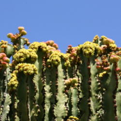 Location: Botanical Garden “Jardin de Cactus” in Guatiza, Teguise, Lanzarote, Canary Islands
Date: 2011-10-24
Photo courtesy of: Frank Vincentz
