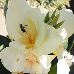 Location: Tenterfield NSW Australia
Date: 2011-01-01
'Alsace & a Pollinator'