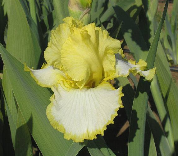 Photo of Tall Bearded Iris (Iris 'Check It Out') uploaded by Misawa77