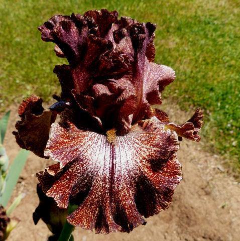 Photo of Tall Bearded Iris (Iris 'American Original') uploaded by Misawa77