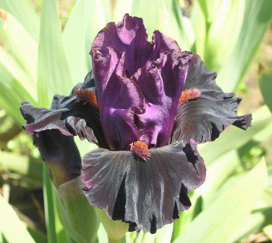 Photo of Intermediate Bearded Iris (Iris 'Dark Forces') uploaded by Misawa77
