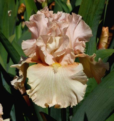 Photo of Tall Bearded Iris (Iris 'Peach Pearl') uploaded by Misawa77