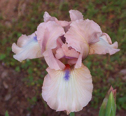 Photo of Intermediate Bearded Iris (Iris 'Softly') uploaded by Misawa77