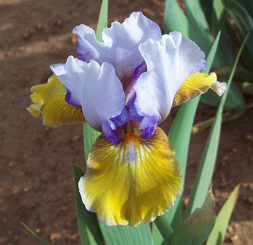 Photo of Intermediate Bearded Iris (Iris 'Bold Statement') uploaded by Misawa77