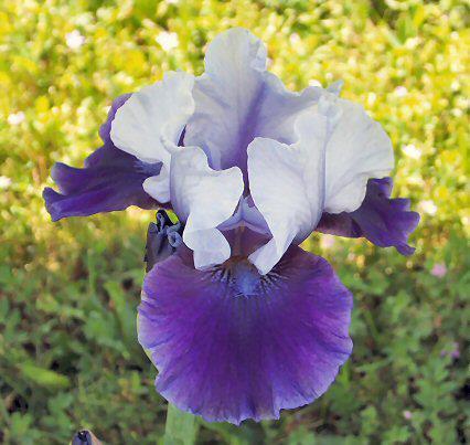 Photo of Intermediate Bearded Iris (Iris 'Mariposa Wizard') uploaded by Misawa77