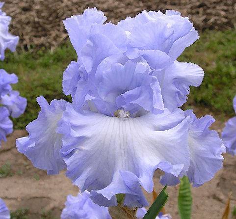 Photo of Tall Bearded Iris (Iris 'Absolute Treasure') uploaded by Misawa77